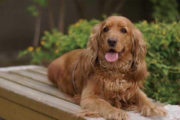 可卡犬