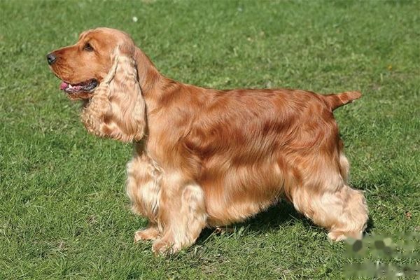 可卡犬