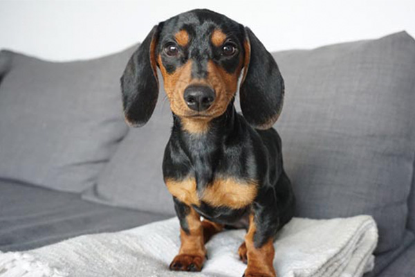 腊肠犬的优点和缺点