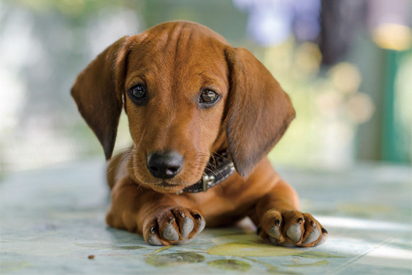 腊肠犬的优点和缺点