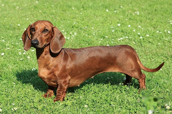 腊肠犬缺点