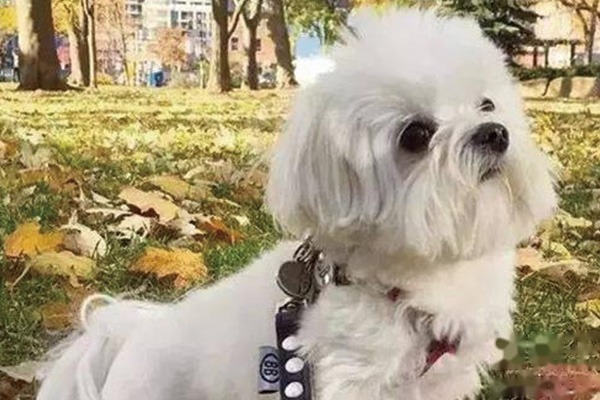 马尔济斯犬
