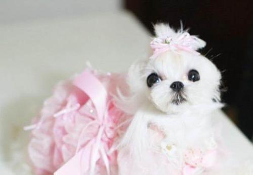 马尔济斯犬