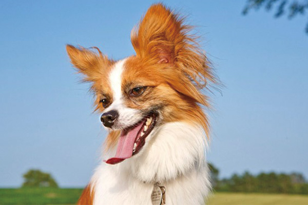 蝴蝶犬怀孕