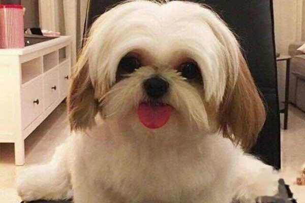 西施犬生病是什么样的状况