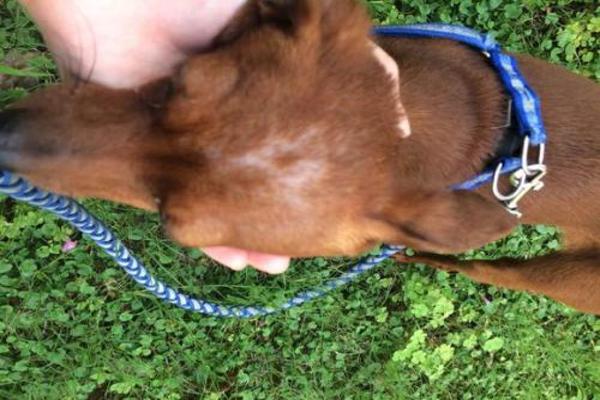 Is the Miniature Pinscher Easy to Raise