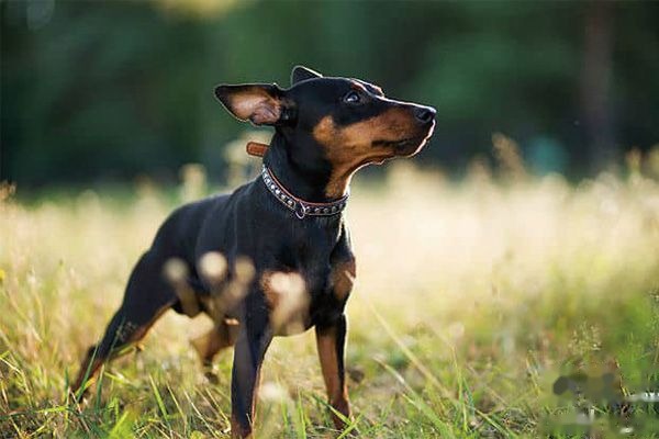 为什么不建议养小鹿犬