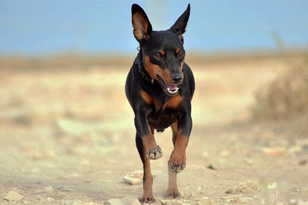为什么不建议养小鹿犬