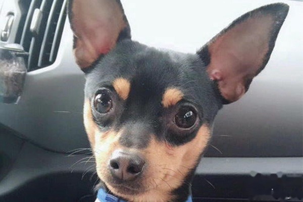 小鹿犬训练的最佳时间