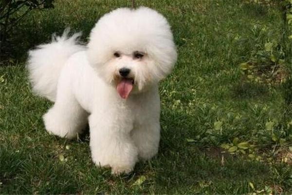 分析比熊犬吃草和泥沙的原因