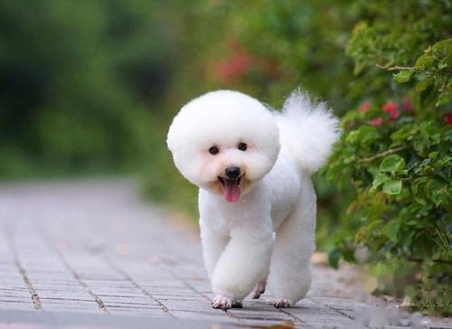 比熊犬幼犬