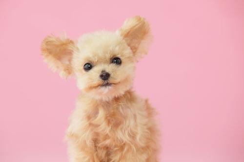 贵宾犬