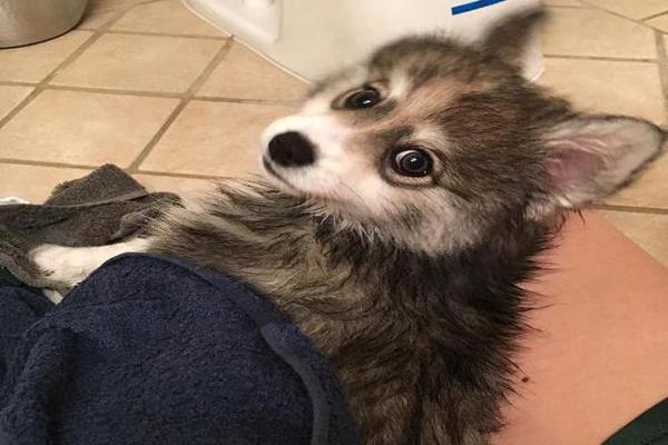 阿拉斯加犬和哈士奇的区别