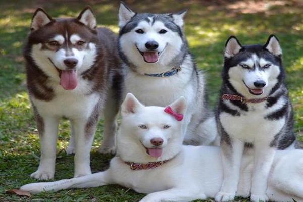 哈士奇犬不喜欢洗澡要怎么办？