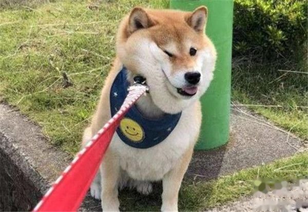 狗狗拆家