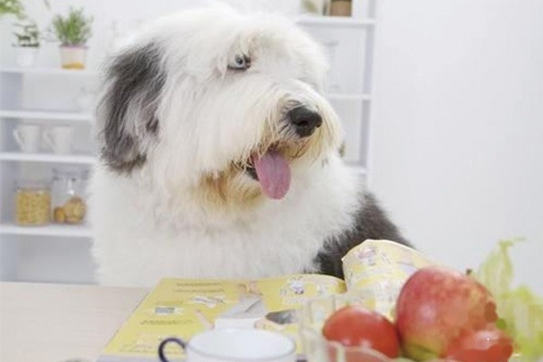 古代牧羊犬好养吗