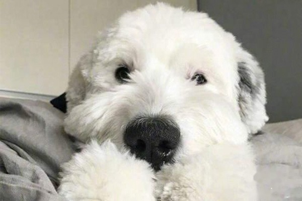 古代牧羊犬训练