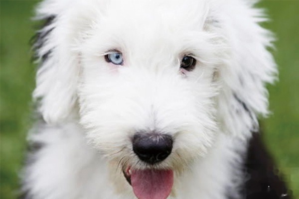 古代牧羊犬训练