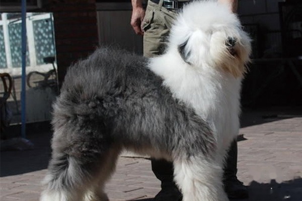 古代牧羊犬训练