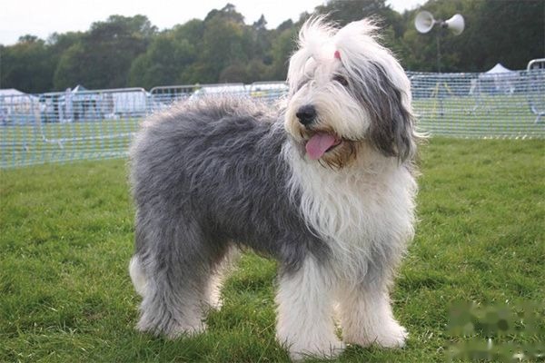 古代牧羊犬