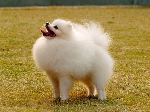 Pomeranian