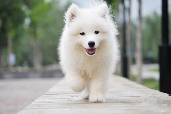 萨摩耶犬怎么训练