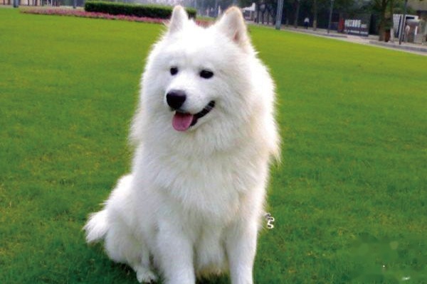 萨摩耶犬如何训练
