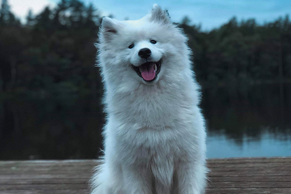 老年萨摩耶犬