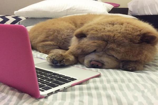 怎样给松狮犬梳毛