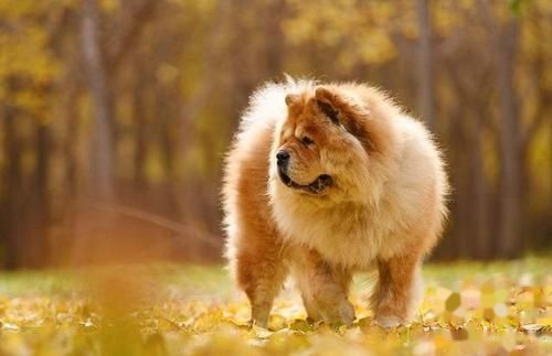 松狮犬
