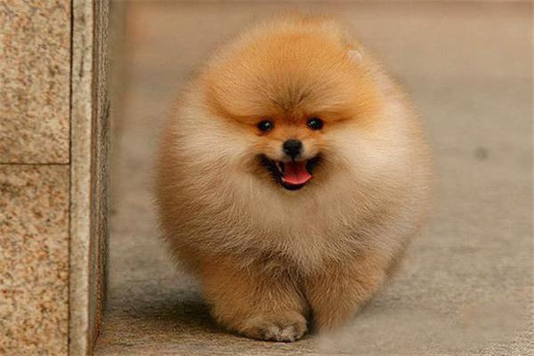 How to raise a three-month-old Pomeranian