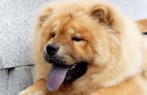 松狮犬训练