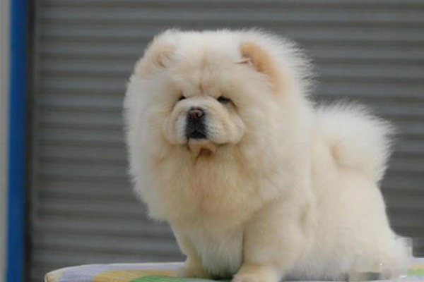 松狮犬怎么训练