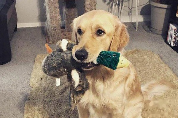 金毛犬怎么养