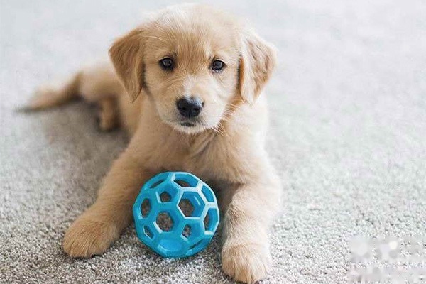 金毛犬训练方法