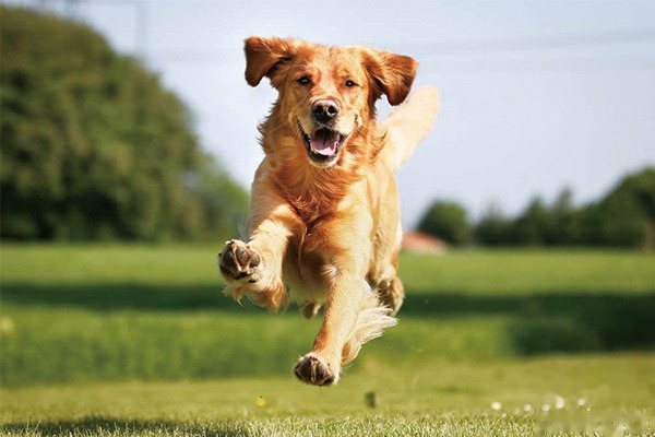 金毛犬训练方法