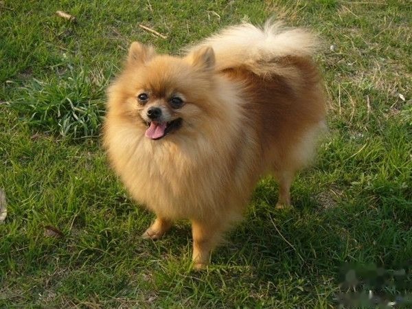 Pomeranian dog