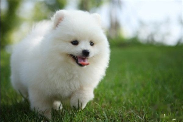 Pomeranian