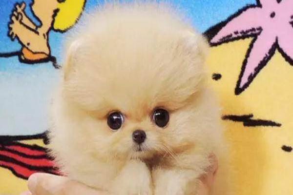 What dog food is good for a Pomeranian