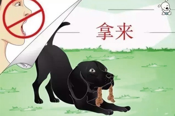 拉布拉多训练方法大全