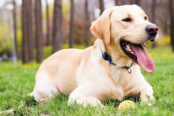 拉布拉多犬怎么训练