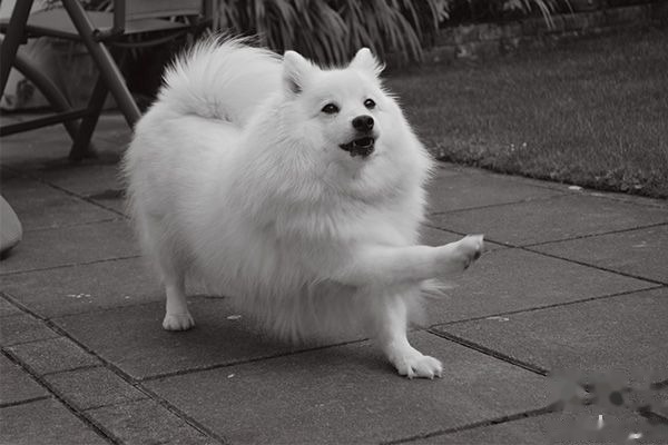 银狐犬智商排第几