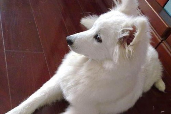 怎么训练银狐犬定点大小便