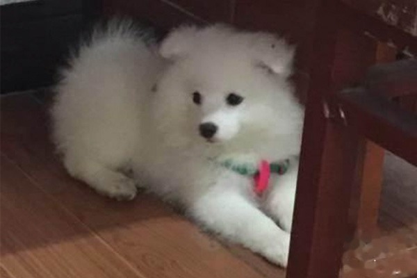 怎么训练银狐犬定点大小便