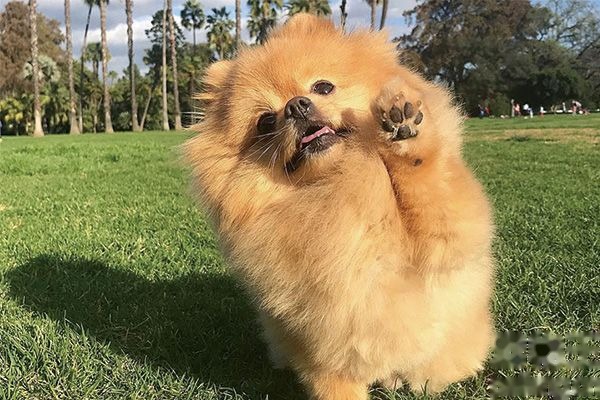 How to toilet-train a three-month-old Pomeranian