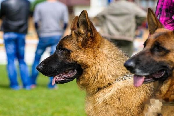 全国各省市德国牧羊犬价格