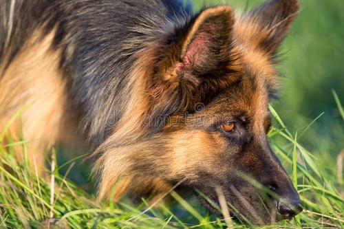 德国牧羊犬