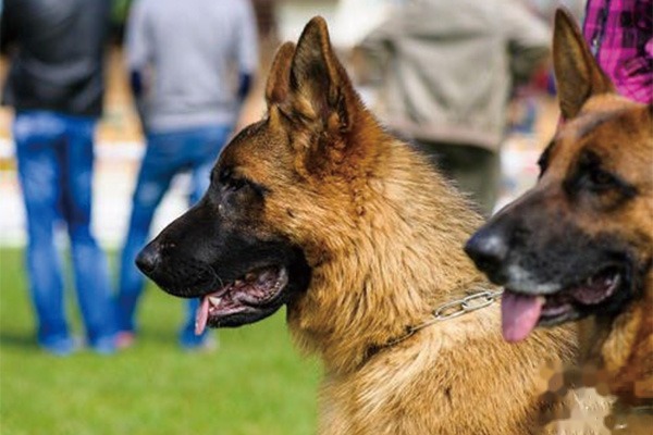 德国牧羊犬怎么样训练
