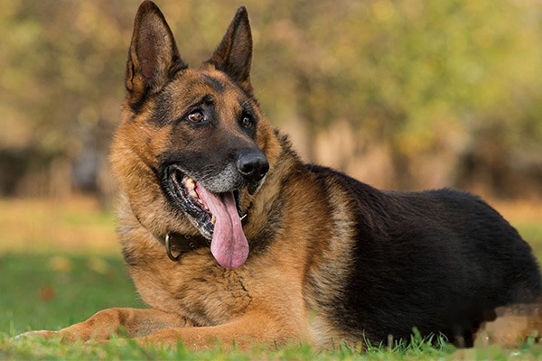 德国牧羊犬