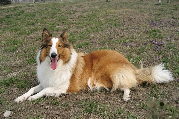 苏格兰牧羊犬